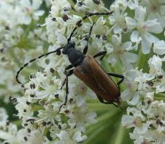 Attēlu rezultāti vaicājumam “Paracorymbia maculicornis”