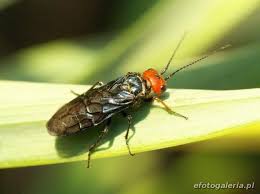 Attēlu rezultāti vaicājumam “Acantholyda erythrocephala”