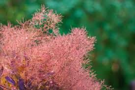 Attēlu rezultāti vaicājumam “Cotinus coggygria”