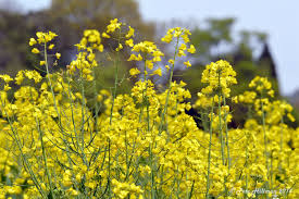 Attēlu rezultāti vaicājumam “Brassica napus”