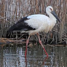Attēlu rezultāti vaicājumam “Ciconia ciconia”