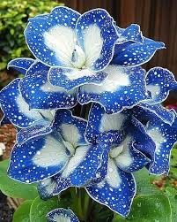 Attēlu rezultāti vaicājumam “Hosta sp. flower”