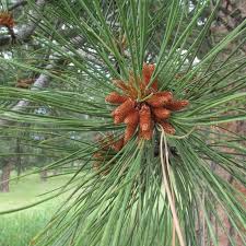 Attēlu rezultāti vaicājumam “Pinus ponderosa fruit”