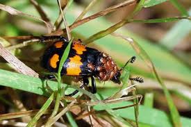 Attēlu rezultāti vaicājumam “Poecilochirus sp.”