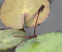 Attēlu rezultāti vaicājumam “Pyrrhosoma nymphula”