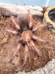 Attēlu rezultāti vaicājumam “Phylloneta cocoon”