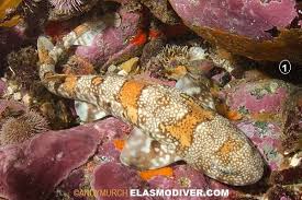 Image result for Haploblepharus pictus