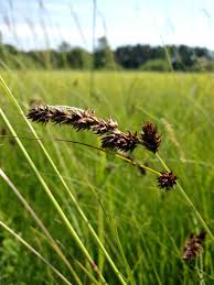 Attēlu rezultāti vaicājumam “Carex disticha”
