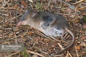 Attēlu rezultāti vaicājumam “Sorex sp.”