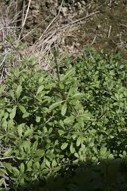 Attēlu rezultāti vaicājumam “Cribraria violacea stalked”