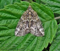 Attēlu rezultāti vaicājumam “Chloroclysta siterata”