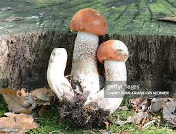 Attēlu rezultāti vaicājumam “Leccinum aurantiacum”