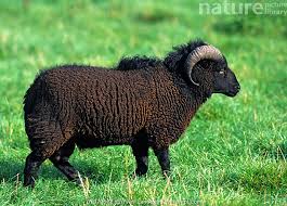 Attēlu rezultāti vaicājumam “Ovis aries”