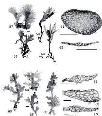 Attēlu rezultāti vaicājumam “Riccardia latifrons”