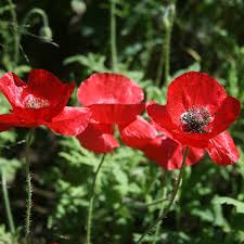 Image result for Papaver rhoeas