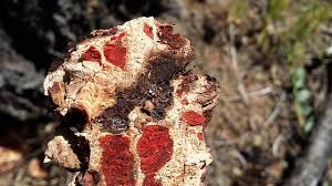 Attēlu rezultāti vaicājumam “Armillaria sp.”