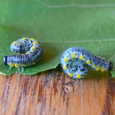 Attēlu rezultāti vaicājumam “Tenthredinidae”