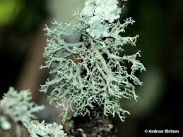 Attēlu rezultāti vaicājumam “Evernia mesomorpha”