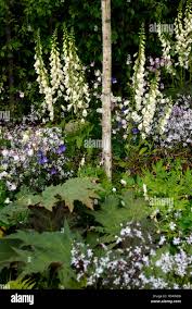Attēlu rezultāti vaicājumam “Lychnis flos-cuculi flower”