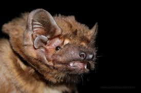 Attēlu rezultāti vaicājumam “Nyctalus noctula”