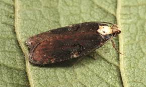 Attēlu rezultāti vaicājumam “Depressariidae”