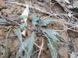 Attēlu rezultāti vaicājumam “Cribraria ferruginea”