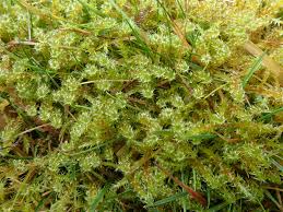 Attēlu rezultāti vaicājumam “Rhytidiadelphus subpinnatus sporophyte”