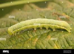 Attēlu rezultāti vaicājumam “Orthosia incerta”