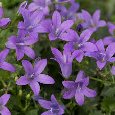 Image result for Campanula strigosa