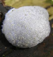 Attēlu rezultāti vaicājumam “Reticularia lycoperdon spores”