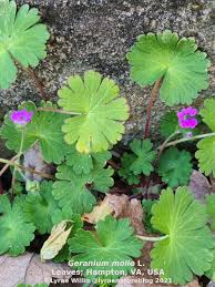 Attēlu rezultāti vaicājumam “Geranium molle leaf”