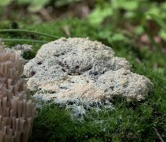 Attēlu rezultāti vaicājumam “Fuligo candida macro”