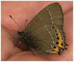 Attēlu rezultāti vaicājumam “Satyrium pruni underside”