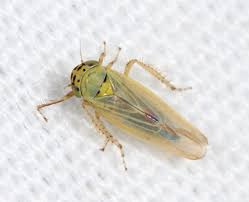 Attēlu rezultāti vaicājumam “Macrosteles nymph”