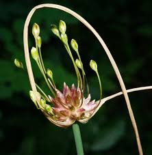 Attēlu rezultāti vaicājumam “Allium oleraceum flower”