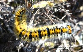 Attēlu rezultāti vaicājumam “Lasiocampa trifolii”