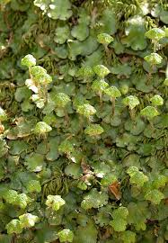 Attēlu rezultāti vaicājumam “Reboulia hemisphaerica”