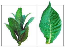 Attēlu rezultāti vaicājumam “Nicotiana tabacum leaf”