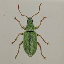 Attēlu rezultāti vaicājumam “Phyllobius”