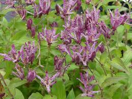 Image result for Tricyrtis `Black Beauty`