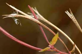 Attēlu rezultāti vaicājumam “Epilobium palustre fruit”