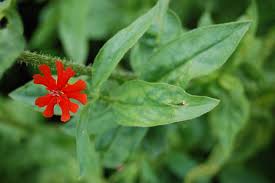 Attēlu rezultāti vaicājumam “Silene chalcedonica leaf”