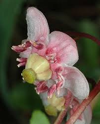 Attēlu rezultāti vaicājumam “Chimaphila umbellata flower”
