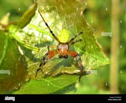 Attēlu rezultāti vaicājumam “Araniella male”
