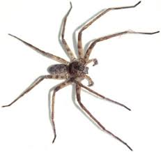 Attēlu rezultāti vaicājumam “Sparassidae”