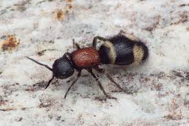 Attēlu rezultāti vaicājumam “Mutilla europaea”