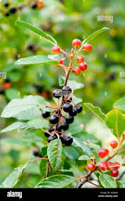 Attēlu rezultāti vaicājumam “Frangula alnus fruit”