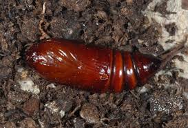 Attēlu rezultāti vaicājumam “Charanyca trigrammica”