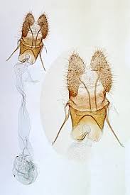 Attēlu rezultāti vaicājumam “Capua vulgana”