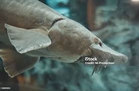 Image result for Acipenser oxyrinchus